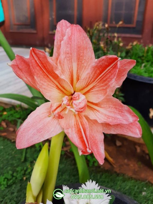 Cây Amaryllis Lady Jane