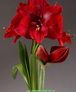 Cây Amaryllis Merry Christmas.
