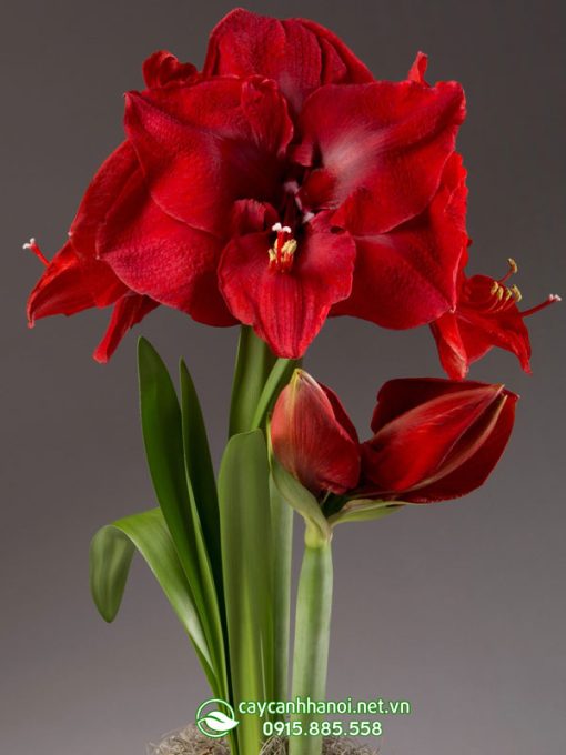 Cây Amaryllis Merry Christmas.