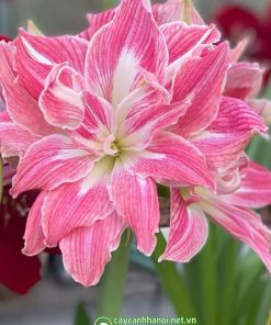 Cây Amaryllis Pretty Nymph