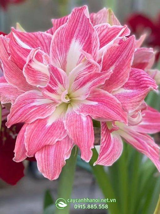 Cây Amaryllis Pretty Nymph