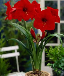 Cây Amaryllis Red Lion