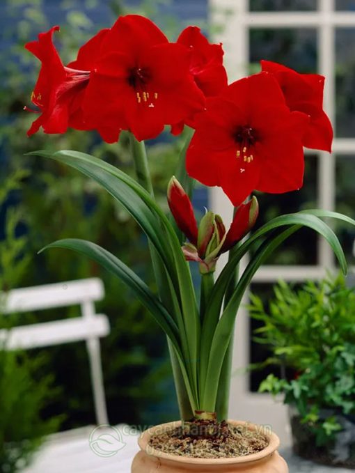 Cây Amaryllis Red Lion