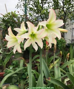 Cây Amaryllis Trenito