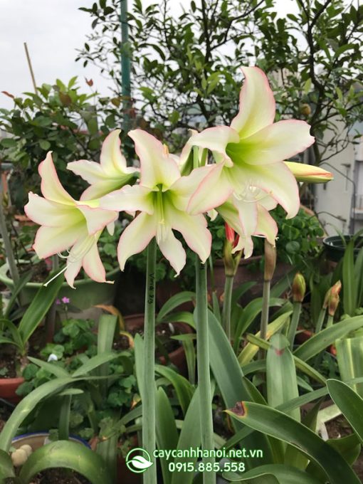 Cây Amaryllis Trenito