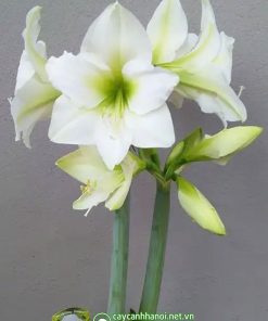 Cây Amaryllis Wedding Dance
