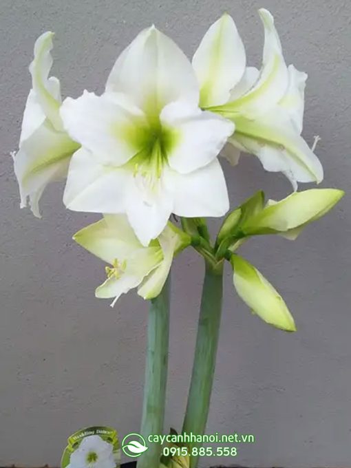 Cây Amaryllis Wedding Dance