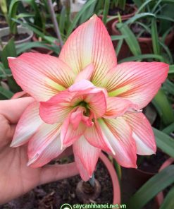 Cây Amaryllis Zombie