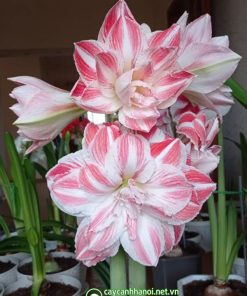 Cây Amaryllis amazing Belle