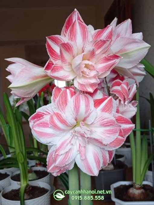Cây Amaryllis amazing Belle