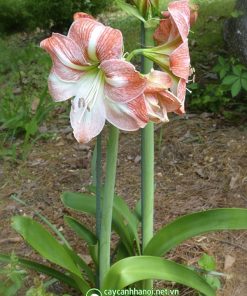 Cây Amaryllis apple Blossom