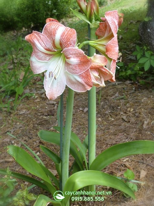 Cây Amaryllis apple Blossom
