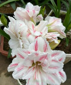 Cây Amaryllis aquaro