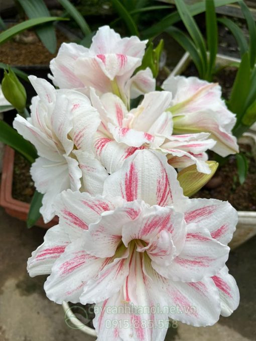 Cây Amaryllis aquaro
