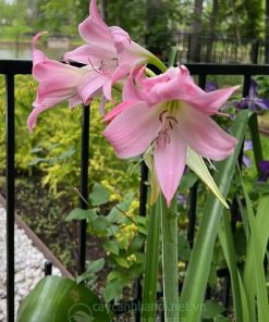 Cây Amaryllis Belladonna