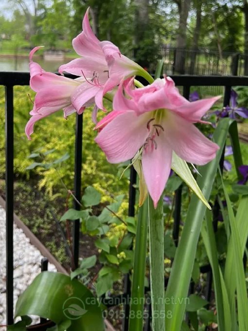 Cây Amaryllis Belladonna