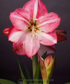 Cây Amaryllis Blossom-Grandise