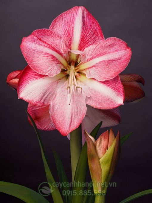 Cây Amaryllis Blossom-Grandise