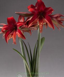 Cây Amaryllis bogota