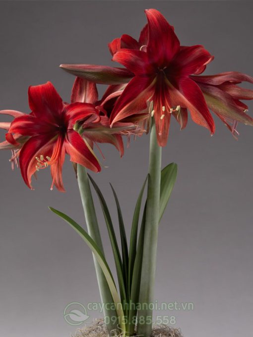 Cây Amaryllis bogota
