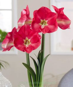 Cây Amaryllis Candy Cream