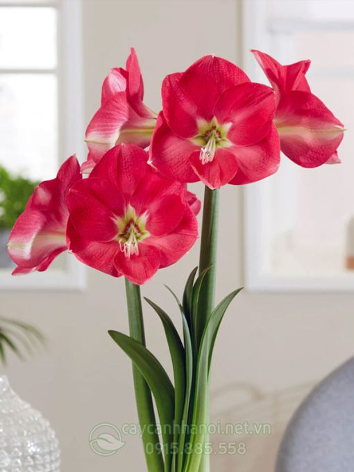Cây Amaryllis Candy Cream