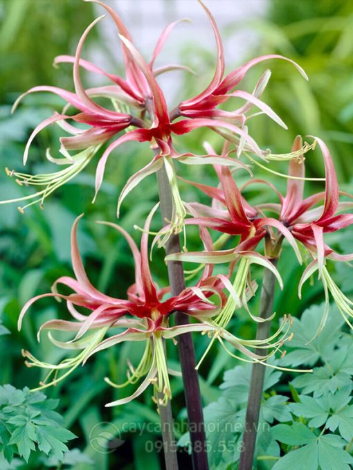 Cây Amaryllis chico