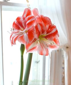Cây Amaryllis clown