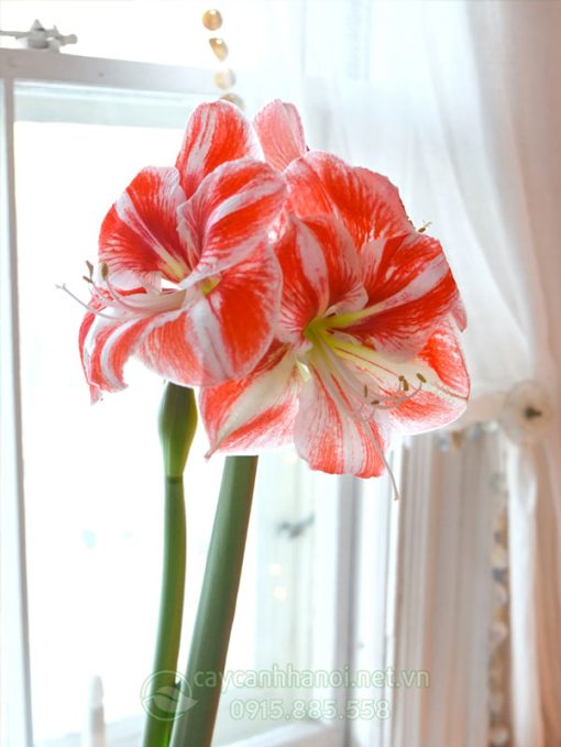 Cây Amaryllis clown