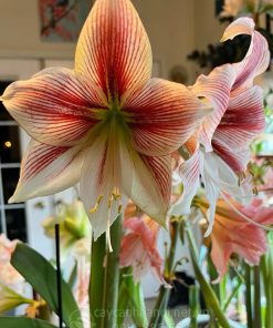 Cây Amaryllis exotic star