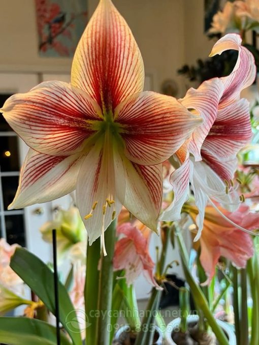 Cây Amaryllis exotic star