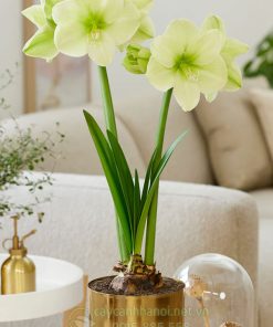 Cây Amaryllis fantasy