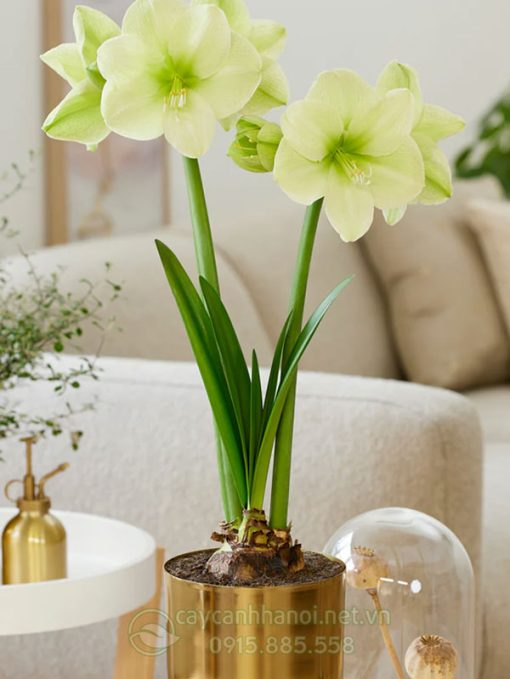 Cây Amaryllis fantasy