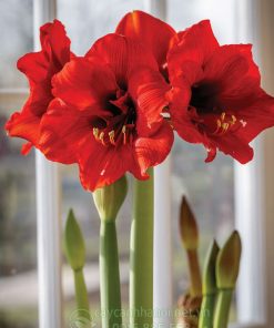 Cây Amaryllis ferrari