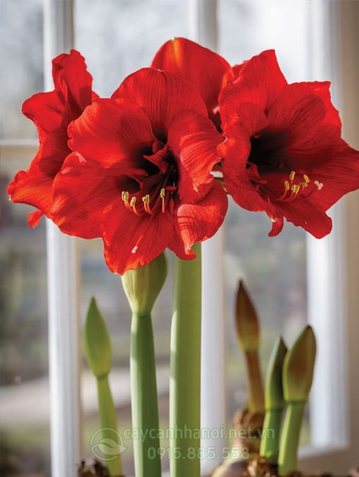 Cây Amaryllis ferrari