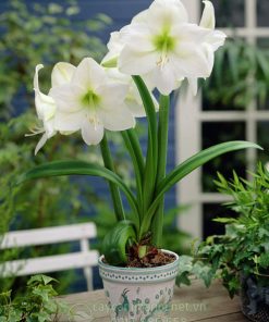 Cây Amaryllis mont Blanc