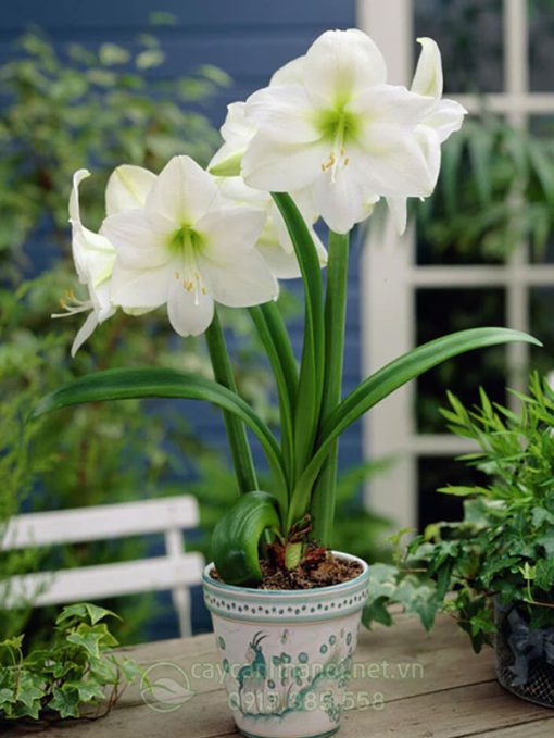 Cây Amaryllis mont Blanc