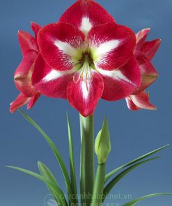 Cây Amaryllis monte carlo