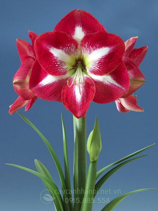 Cây Amaryllis monte carlo