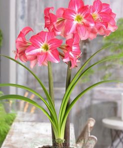 Cây Amaryllis neon Eon