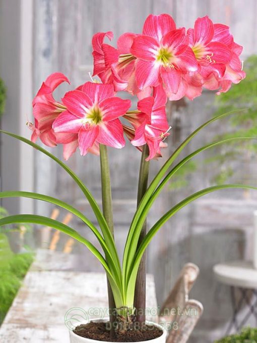 Cây Amaryllis neon Eon