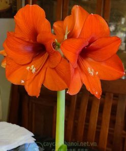 Cây Amaryllis orange souvereign