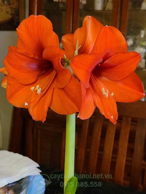Cây Amaryllis orange souvereign