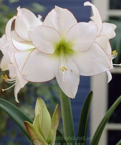 Cây Amaryllis picotee