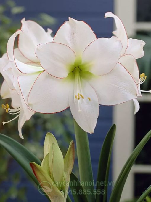 Cây Amaryllis picotee