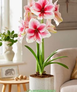Cây Amaryllis pink Beauty