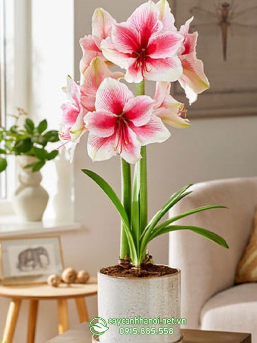 Cây Amaryllis pink Beauty