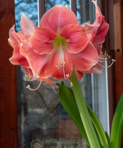 Cây Amaryllis rosalie
