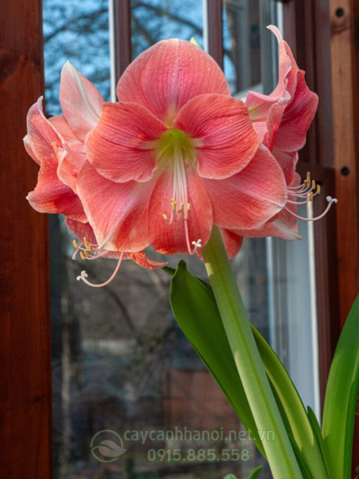 Cây Amaryllis rosalie