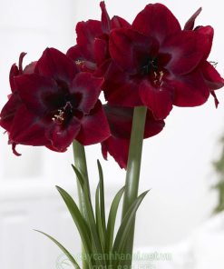 Cây Amaryllis royal Velvet